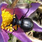 --- Schwarzblauer Ölkäfer (Meloe proscarabaeus) ---