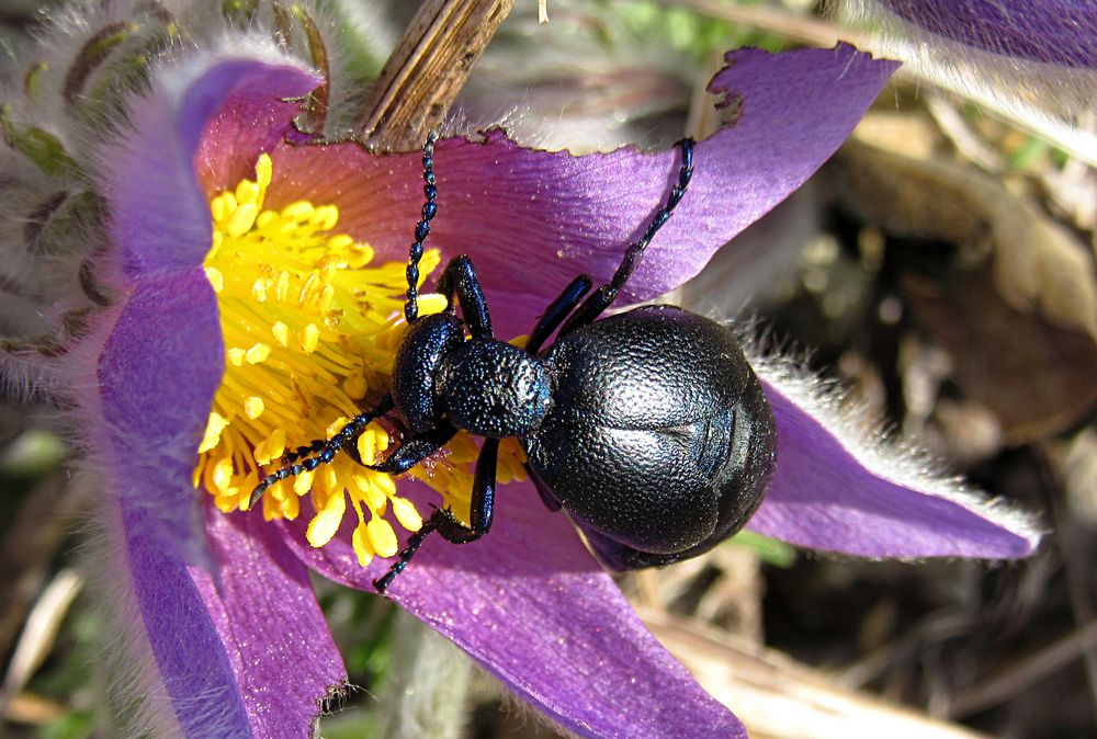 --- Schwarzblauer Ölkäfer (Meloe proscarabaeus) ---