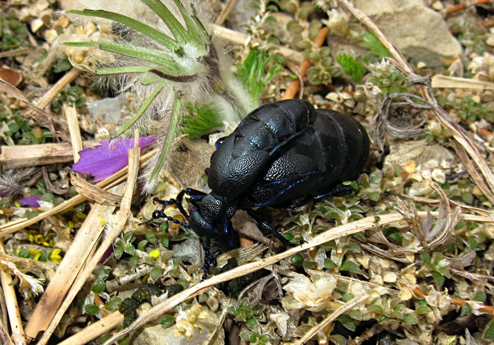 --- Schwarzblauer Ölkäfer (Meloe proscarabaeus) ---