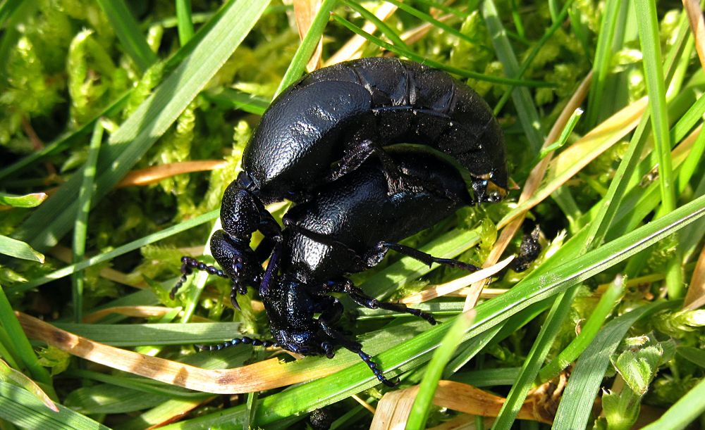 --- Schwarzblauer Ölkäfer (Meloe proscarabaeus) ---