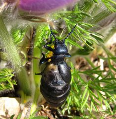 --- Schwarzblauer Ölkäfer (Meloe proscarabaeus) ---