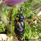 --- Schwarzblauer Ölkäfer (Meloe proscarabaeus) ---