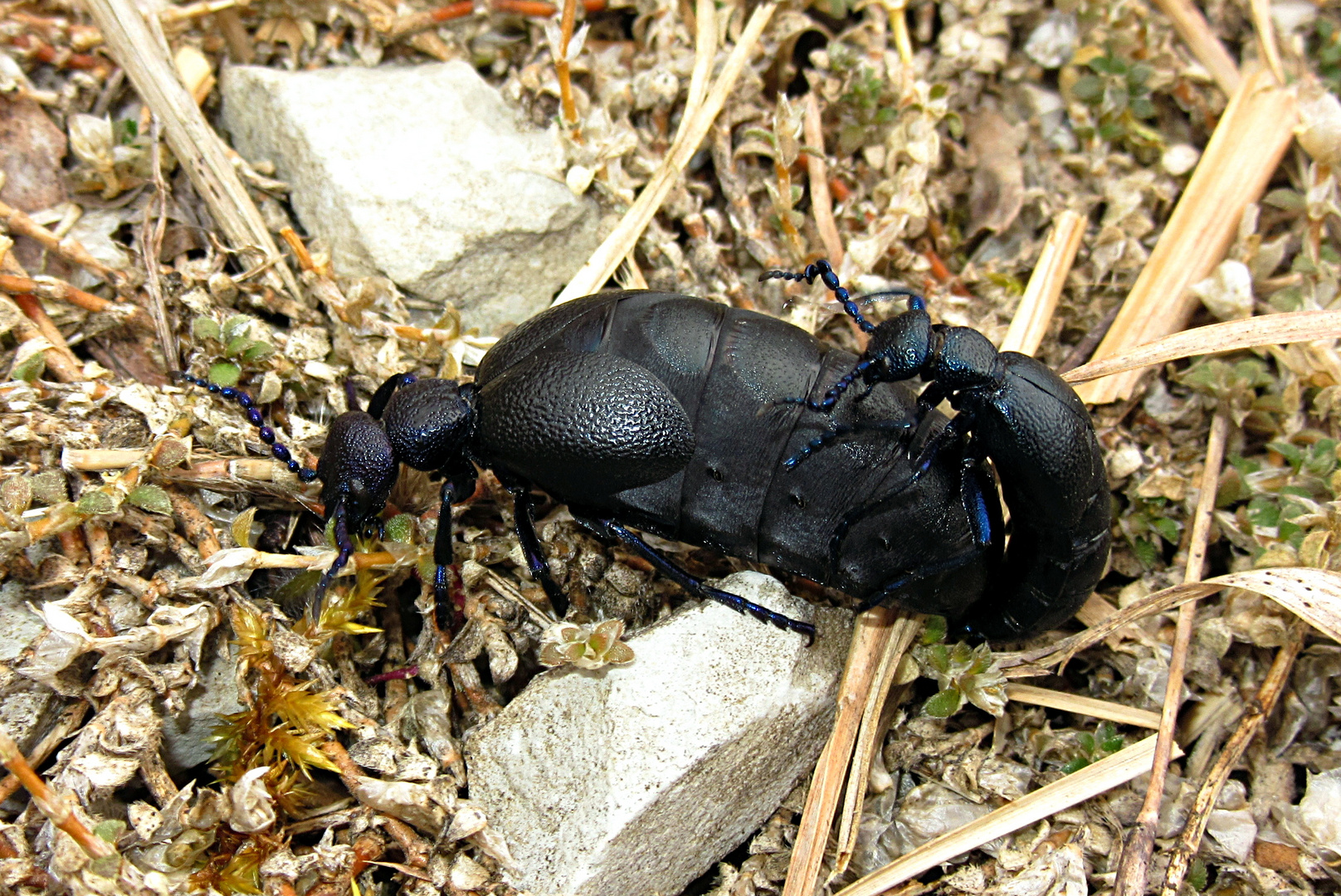 --- Schwarzblauer Ölkäfer (Meloe proscarabaeus) ---