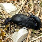 --- Schwarzblauer Ölkäfer (Meloe proscarabaeus) ---