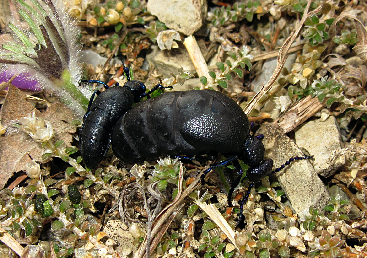 --- Schwarzblauer Ölkäfer (Meloe proscarabaeus) ---