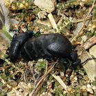 --- Schwarzblauer Ölkäfer (Meloe proscarabaeus) ---