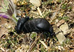 --- Schwarzblauer Ölkäfer (Meloe proscarabaeus) ---