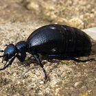 --- Schwarzblauer Ölkäfer (Meloe proscarabaeus) ---