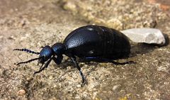 --- Schwarzblauer Ölkäfer (Meloe proscarabaeus) ---