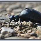 Schwarzblauer Ölkäfer (Meloe proscarabaeus Linnaeus)