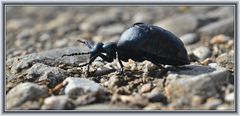 Schwarzblauer Ölkäfer (Meloe proscarabaeus Linnaeus)