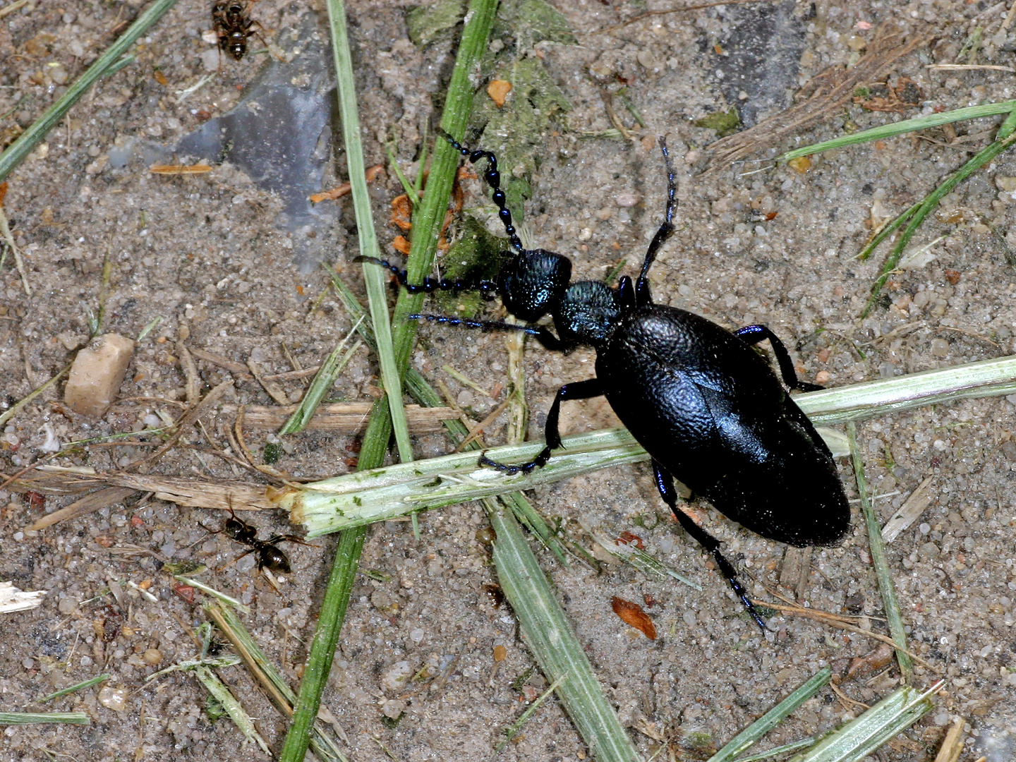 Schwarzblauer Ölkäfer (Meloe proscarabaeus), Männchen....