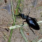 Schwarzblauer Ölkäfer (Meloe proscarabaeus), Männchen....