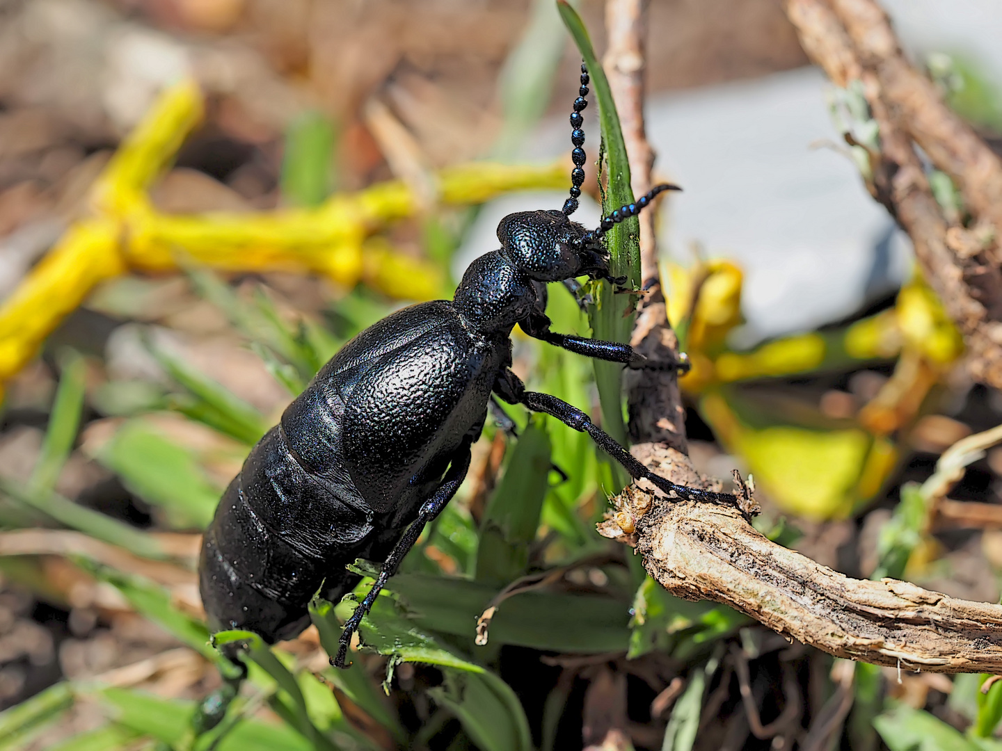 Schwarzblauer Ölkäfer (Meloe proscarabaeus) - Méloé printanier 