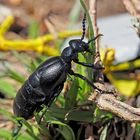 Schwarzblauer Ölkäfer (Meloe proscarabaeus) - Méloé printanier 