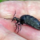 Schwarzblauer Ölkäfer (Meloe proscarabaeus), oder Schwarzer Maiwurm.