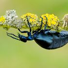 Schwarzblauer Ölkäfer (Meloe proscarabaeus)  Weibchen 