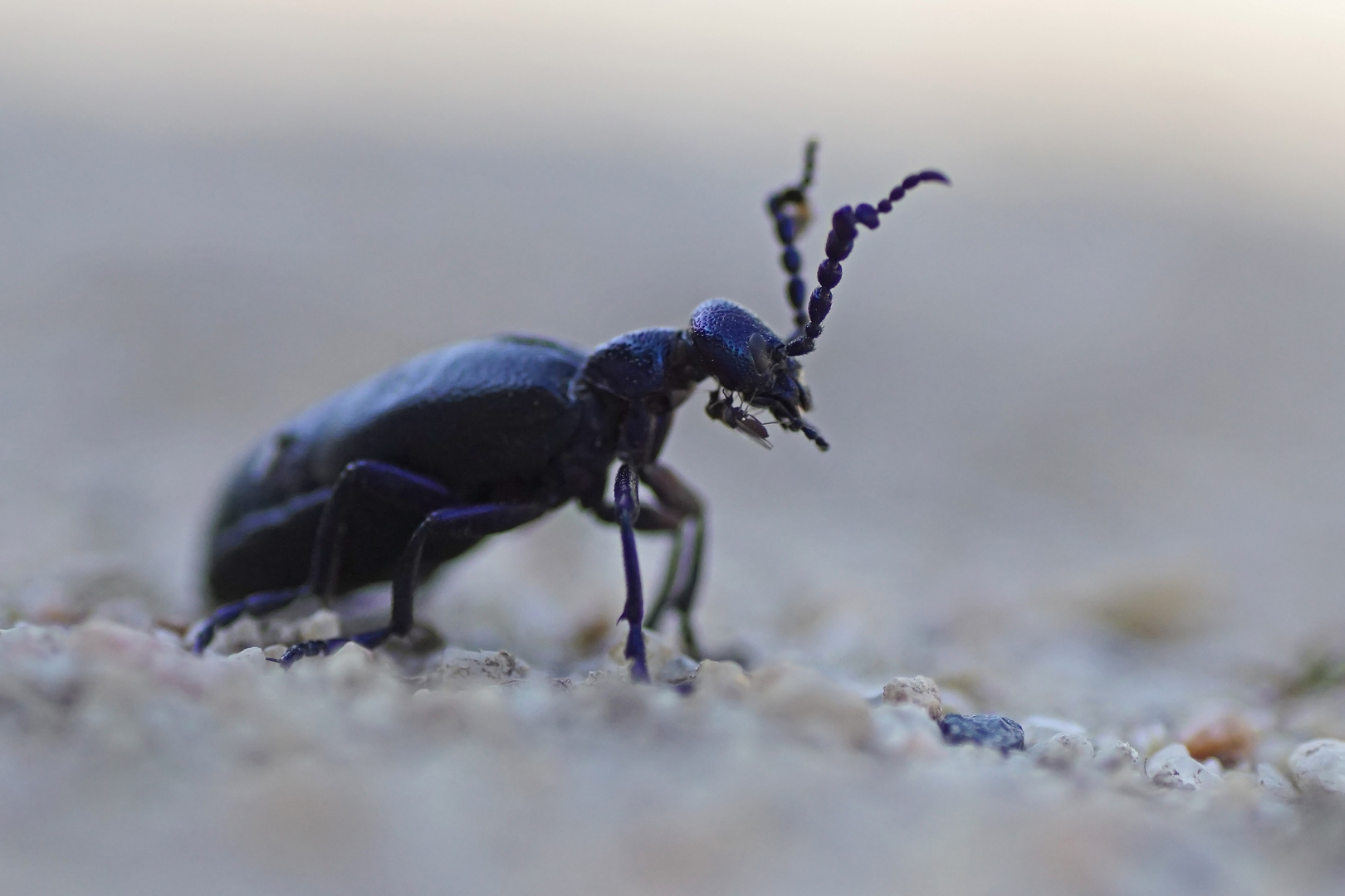 Schwarzblauer Ölkäfer (Meloe proscarabeus)