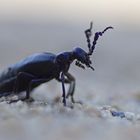 Schwarzblauer Ölkäfer (Meloe proscarabeus)