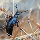 Schwarzblauer Ölkäfer (Meloe violaceus) - Le Méloé violet.