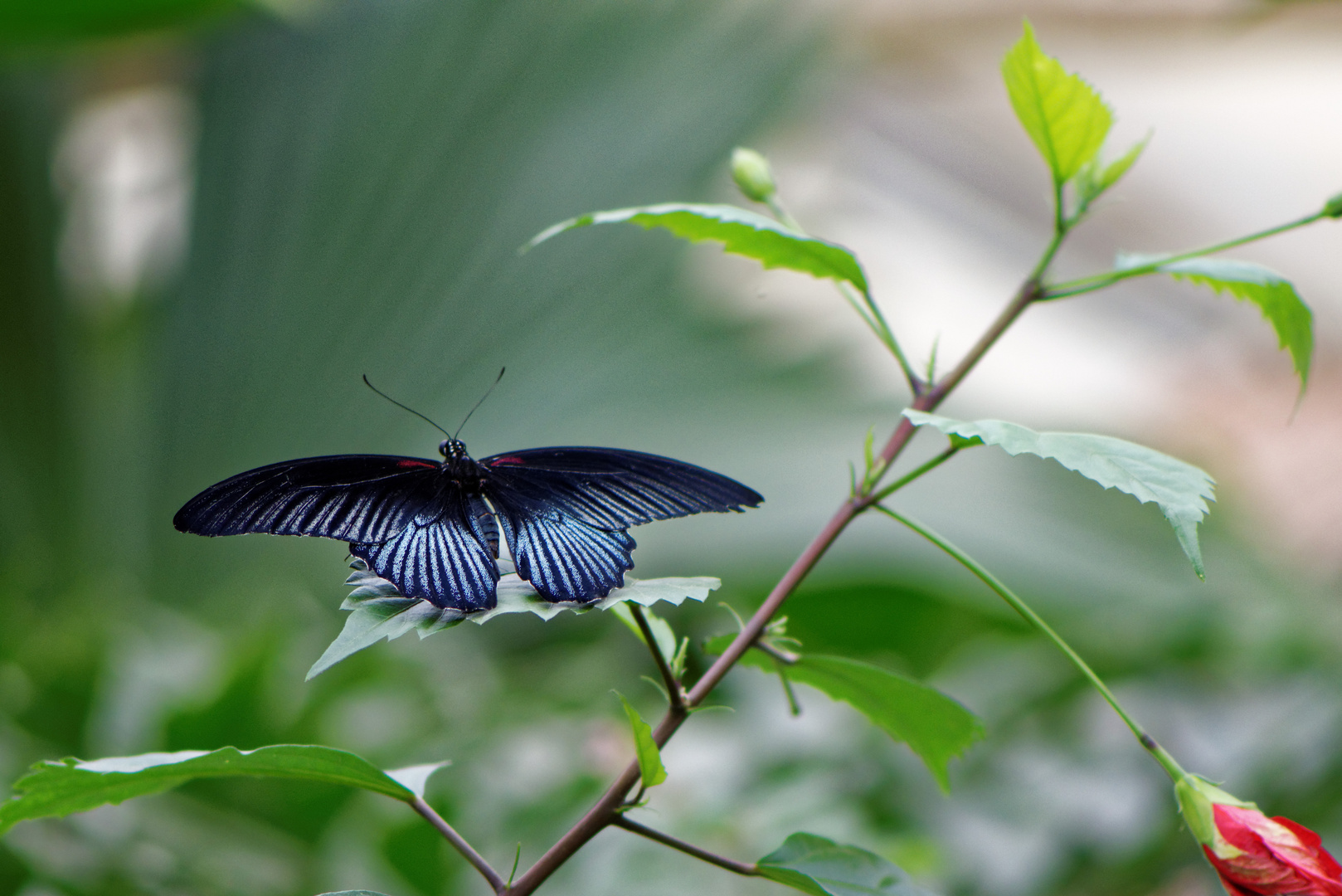 Schwarzblauer Schmetterling mit roten Streifen (Großer Mormone / Papilio memnon agenor)