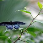 Schwarzblauer Schmetterling mit roten Streifen (Großer Mormone / Papilio memnon agenor)