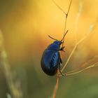 Schwarzblauer Wegerich-Blattkäfer  -  Chrysolina Haemoptera