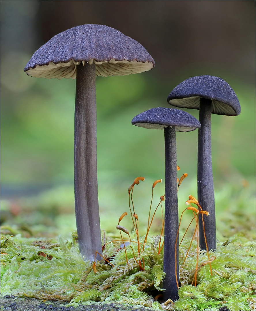 Schwarzblauer Zärtling ( Leptonia lazulina )