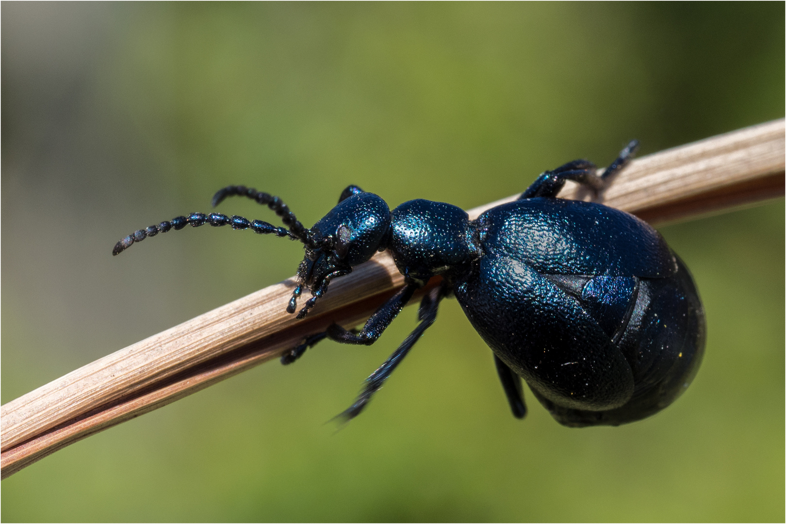 Schwarzblaues Ölkäfer - Weibchen, auch als Schwarzer Maiwurm bekannt  .....