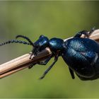 Schwarzblaues Ölkäfer - Weibchen, auch als Schwarzer Maiwurm bekannt  .....