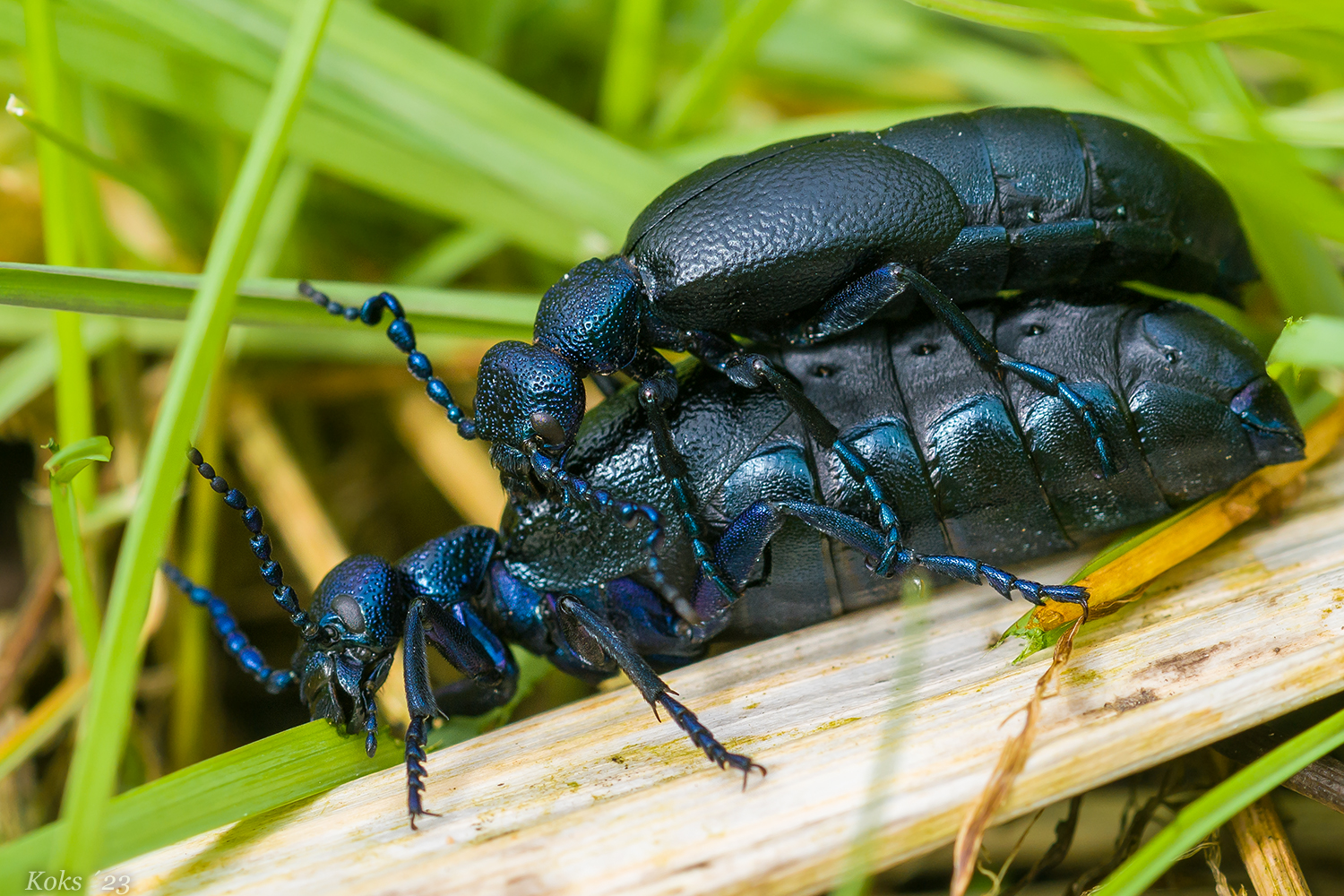 Schwarzblaues Techtelmechtel