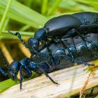 Schwarzblaues Techtelmechtel