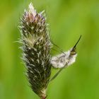 Schwarzborstiger Wollschweber, Bombylius venosus