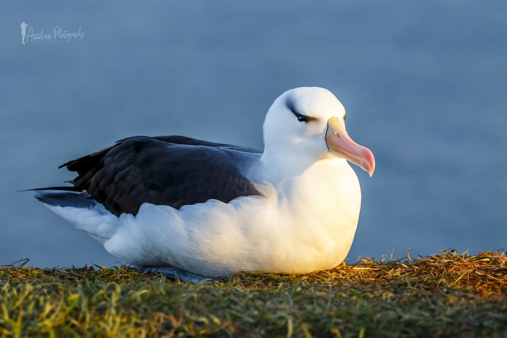 Schwarzbrauen Albatros