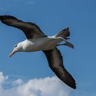 Schwarzbrauen-Albatros