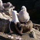 Schwarzbrauen-Albatros mit Jungem