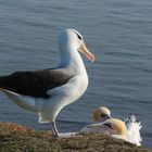 Schwarzbrauen-Albatros und Basstölpel
