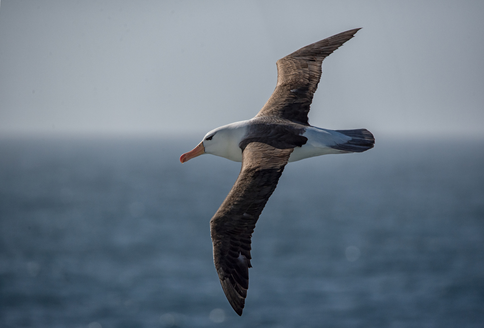 Schwarzbrauen Albatross