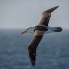 Schwarzbrauen Albatross