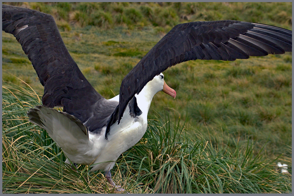 Schwarzbrauenalbatros