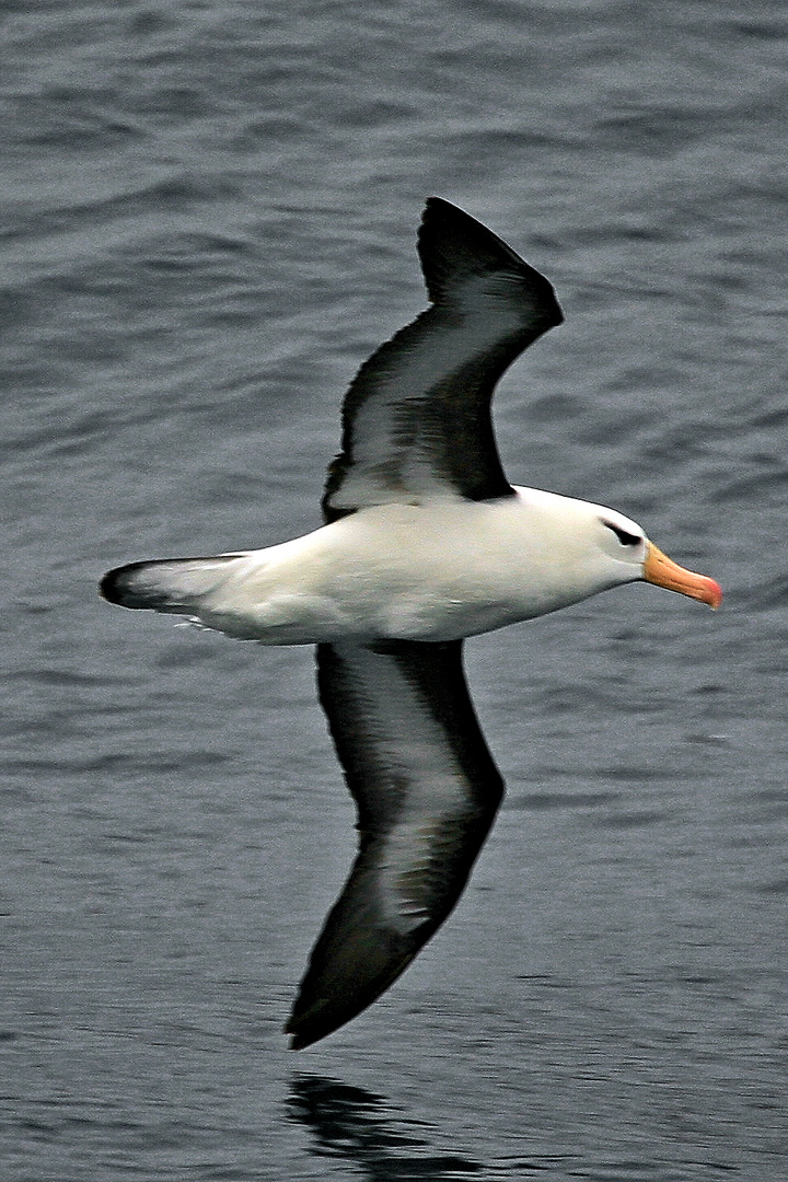 Schwarzbrauenalbatros