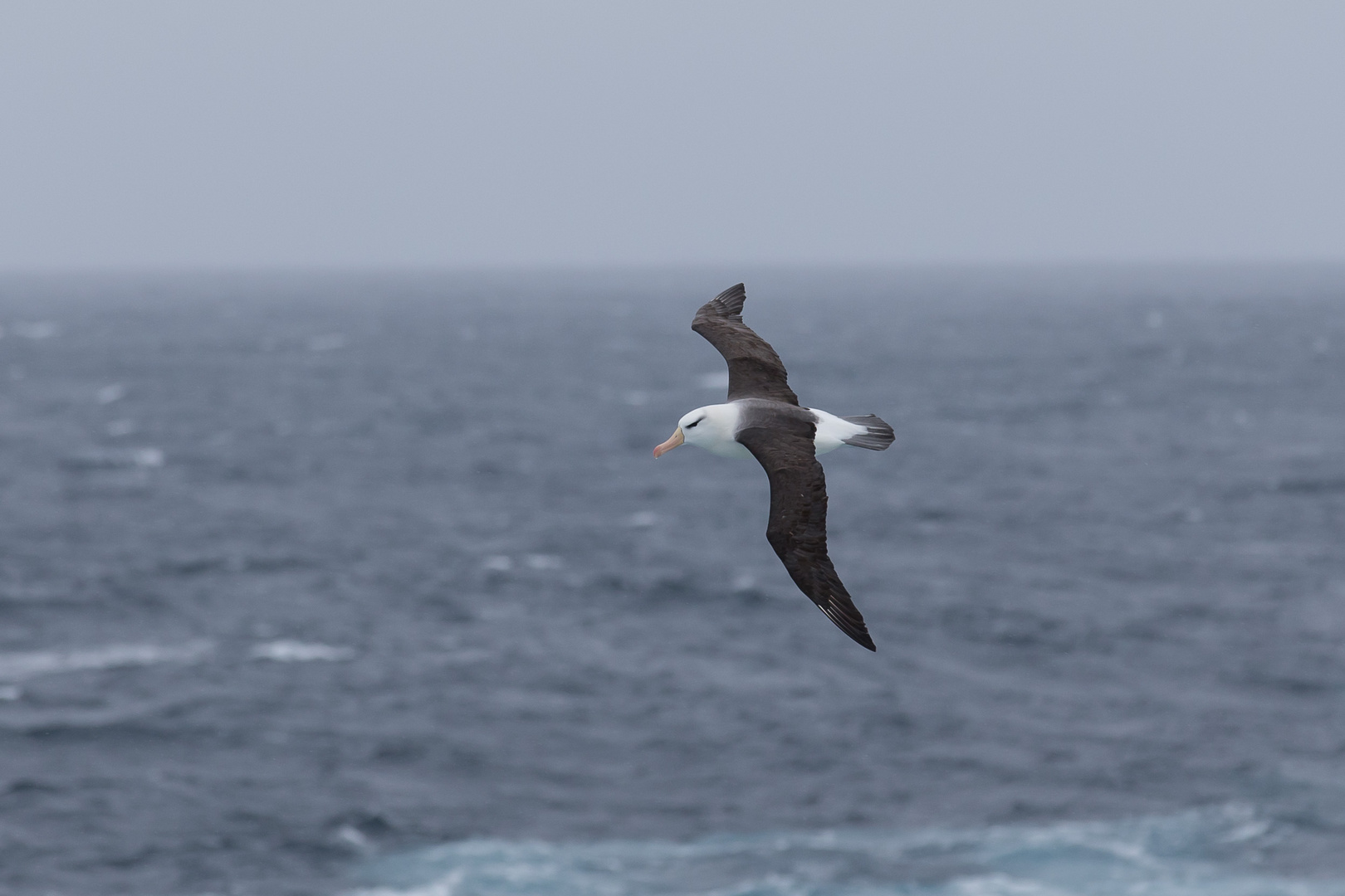 Schwarzbrauenalbatros