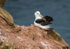 Schwarzbrauenalbatros