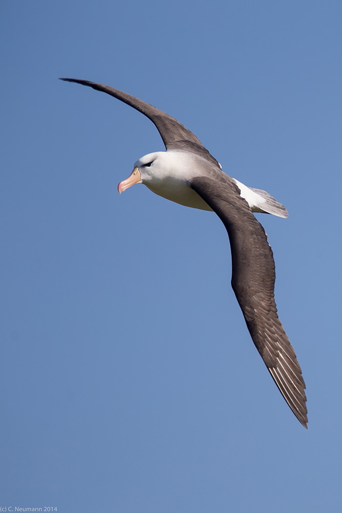 Schwarzbrauenalbatros auf Helgoland!