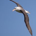 Schwarzbrauenalbatros auf Helgoland!