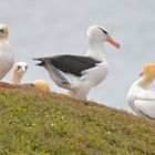 Schwarzbrauenalbatros auf Helgoland