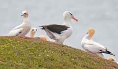 Schwarzbrauenalbatros auf Helgoland