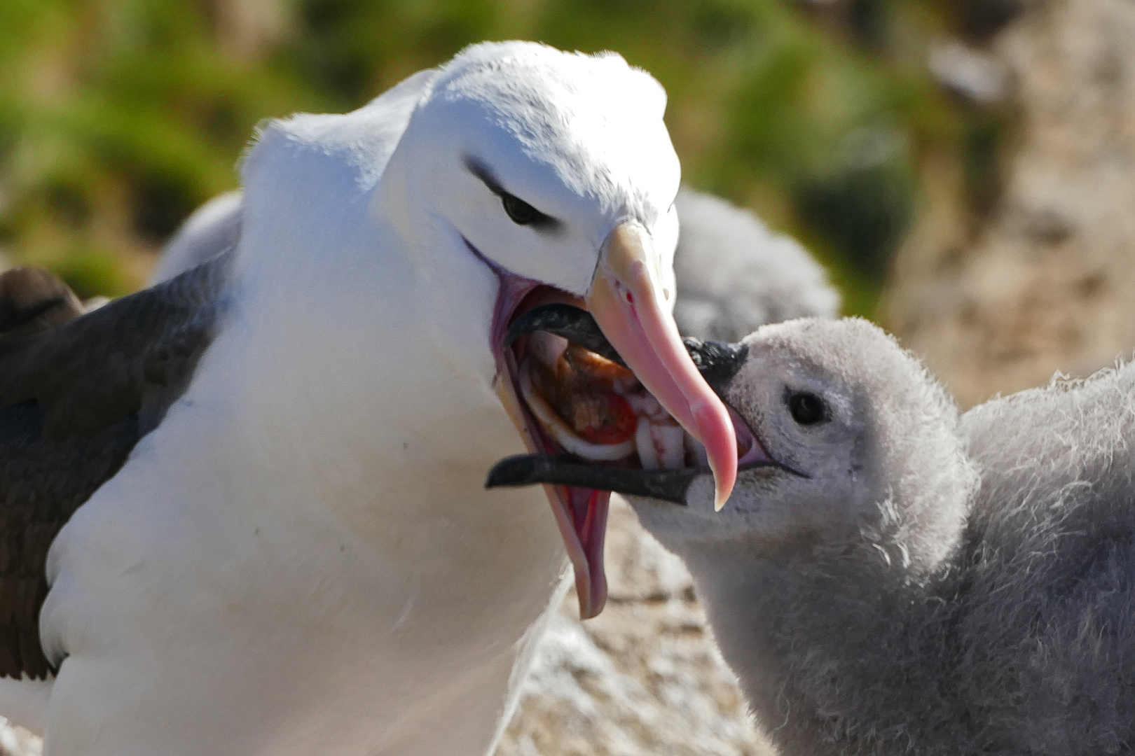 Schwarzbrauenalbatros beim füttern des Kücken