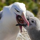 Schwarzbrauenalbatros beim füttern des Kücken