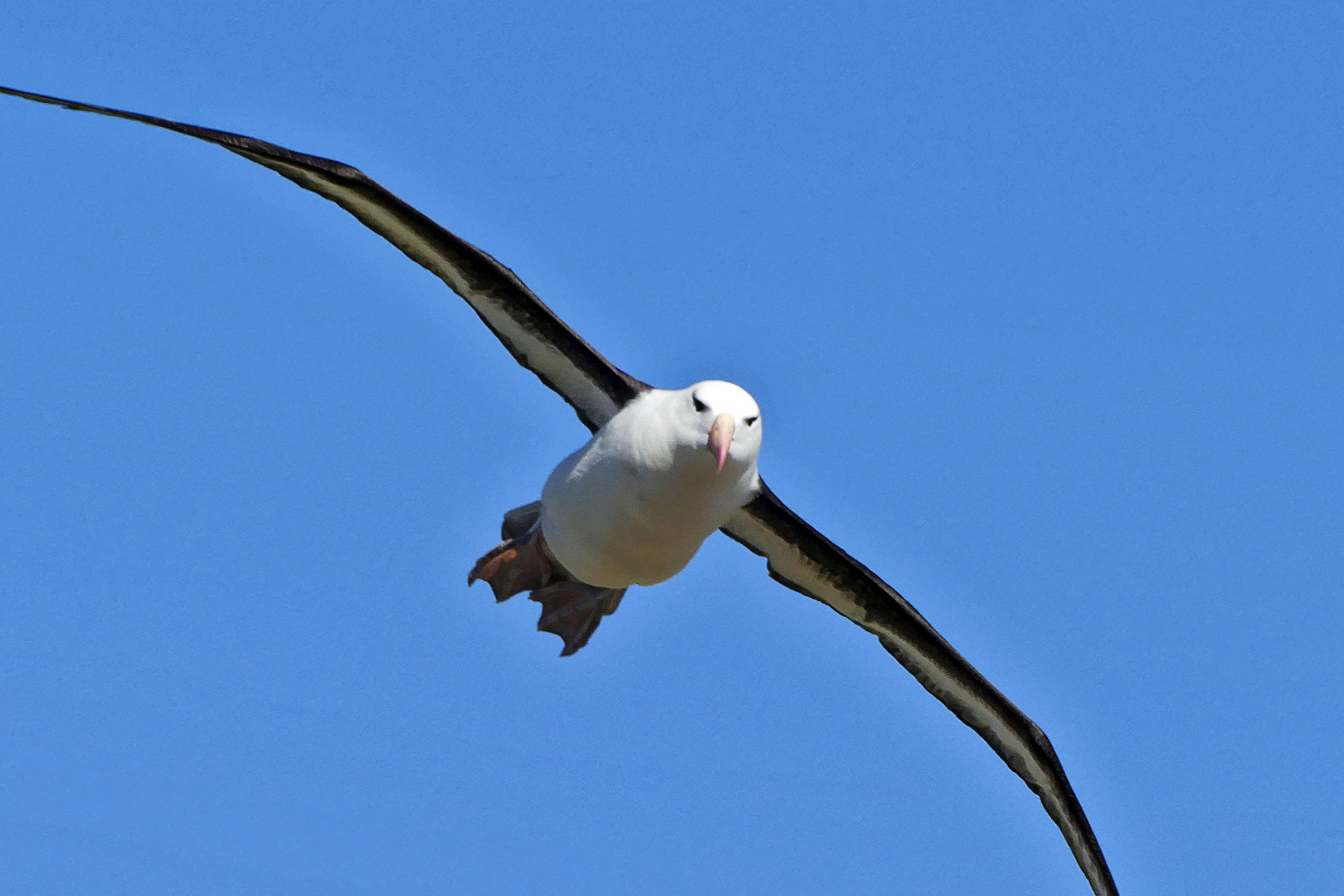 Schwarzbrauenalbatros